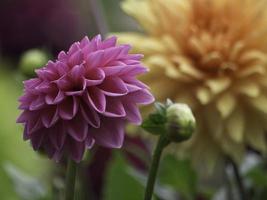 hermosas flores en el jardín foto