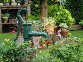 bleeding flowers in a german garden photo