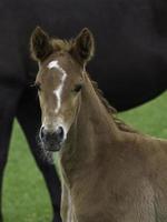 foals and horses in westphalia photo