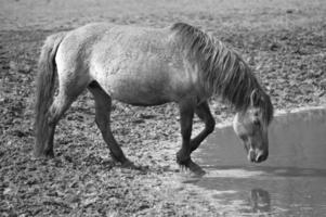 wild horses in germany photo