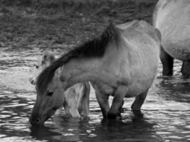 wildl horses in germany photo