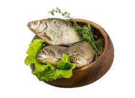 Crucian fish in a bowl on white background photo