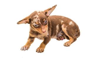 Toy terrier on white background photo