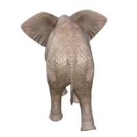Elefant 3D-Darstellung png