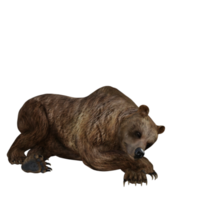 urso de ilustração 3D png