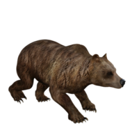 3d Illustration Bear png