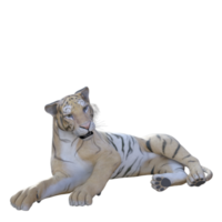 Tiger 3d model illustration png