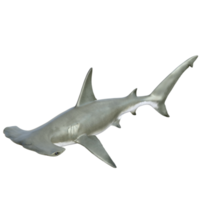 Shark 3d model illustration png