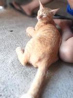 cat sleeping on someone's calf photo