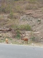 las cabras están comiendo en un campo seco foto