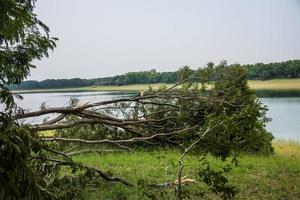 el árbol fue destruido por la intensidad de la tormenta foto