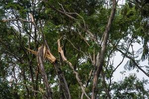 The tree was destroyed by the storm's intensity photo