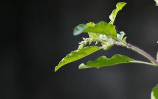 Green leaves and small flowers of Ocimum tenuiflorum or Ocimum sanctum. photo