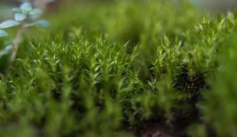 hermoso crecimiento verde musgo brillante que cubre las rocas ásperas y en el suelo en el bosque se muestra con una vista macro de rocas llenas de texturas de musgo en la naturaleza para papel tapiz. foto