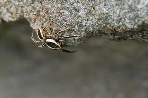 This is a macro photo of a spider.  spider macro photo, jumping spider photo, close-up photo of spider.