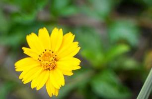 hermoso polen amarillo brillante en el jardín esperando insectos. foto