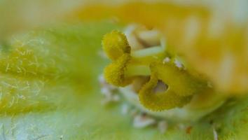 Macro photo and detailed close up photo of a yellow pollen flower.