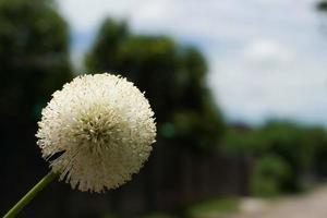 Pollen of wild flowers that grow by the side of the road. photo