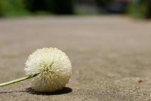 Pollen of wild flowers that grow by the side of the road. photo