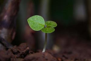 seedlings in soil.planting seedlings.Gardening and agriculture.Growing seedlings. photo