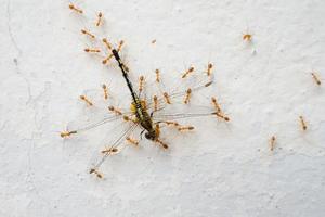 red ants eat dragonflies  Ants eat large dead dragonflies.  and with an effort to bring food back to its nest. photo