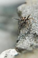 This is a macro photo of a spider.  spider macro photo, jumping spider photo, close-up photo of spider.