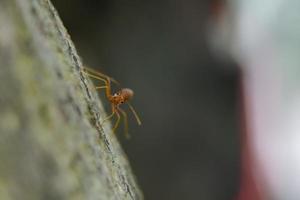 Red ants looking for food on green branches, working ants walking on branches protecting their nests in the forest. photo