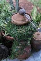 Creeping figs are small leafy plants that cover the walls of the house and decorate the walls of the house. photo