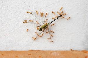 red ants eat dragonflies  Ants eat large dead dragonflies.  and with an effort to bring food back to its nest. photo