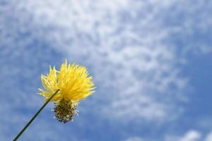 polen de flores silvestres que se muestra contra un fondo de cielo brillante. foto