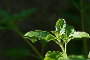 hojas verdes y pequeñas flores de ocimum tenuiflorum u ocimum sanctum. foto