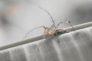 Striped lynx spider. spider types. spider macro images. Spider closeup photo. photo