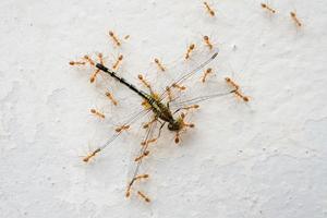 red ants eat dragonflies  Ants eat large dead dragonflies.  and with an effort to bring food back to its nest. photo
