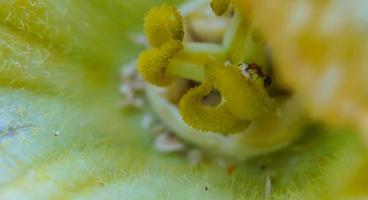 Macro photo and detailed close up photo of a yellow pollen flower.