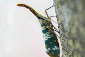 Lantern bug. Pyrops candelaria. Cicadidae Pyrops ducalis. The family Fulgoridae is a large group of hemipteran insects. photo