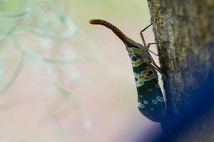 Lantern bug. Pyrops candelaria. Cicadidae Pyrops ducalis. The family Fulgoridae is a large group of hemipteran insects. photo