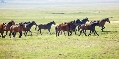 huge herd of horses in the field. Belarusian draft horse breed. symbol of freedom and independence photo