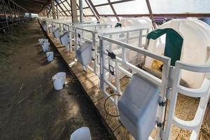 white plastic calfhutch on straw. Little calf standing in cage in livestock barn on daity farm. Cattle breeding, taking care of animals. Livestock cow farm. photo