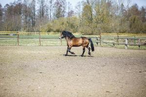 beautiful brown stallion with a black mane walks behind the fence photo