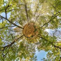 tiny planet transformation of spherical panorama 360 degrees. Spherical abstract aerial view on yellow maple forest. Curvature of space. photo