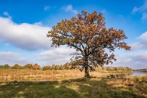 beautiful landscape in oak grove with clumsy branches near river in gold autumn photo