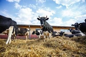 Breeding cows in free animal husbandry. Cowshed. Livestock cow farm. Herd of black white cows are looking at the camera with interest. photo