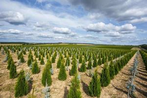 plantación de coníferas jóvenes en invernadero con muchas plantas foto