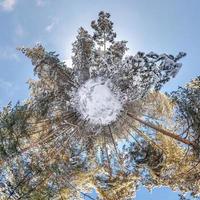Winter tiny planet in snow covered forest in blue sky. transformation of spherical panorama 360 degrees. Spherical abstract aerial view in forest. Curvature of space. photo