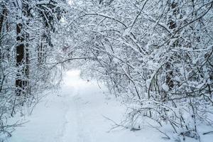 winter pine trees forest covered with snow. Beautiful winter panorama at snowfall photo