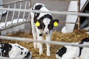 Livestock cow farm. Herd of black white calfs are looking at the camera with interest. Breeding cows in free animal husbandry. Cowshed photo