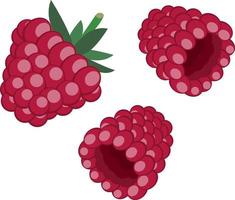 Fresh red raspberries isolated on white background vector