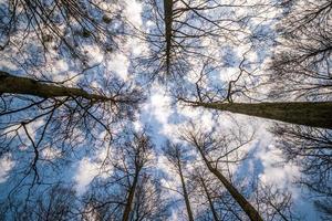 Tree tops against blue sky. bare tree branches photo