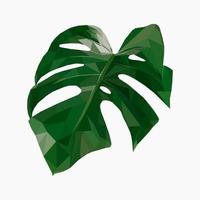 isolated leave of monstera in low poly style. Low poly monstera icon. Logo with tropical leave. Vector illustration