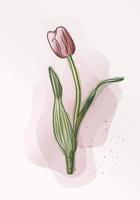 Modern art witn pink tulip in watercolor style. Vintage pink tulip. Great design for any purposes. Vector illustration